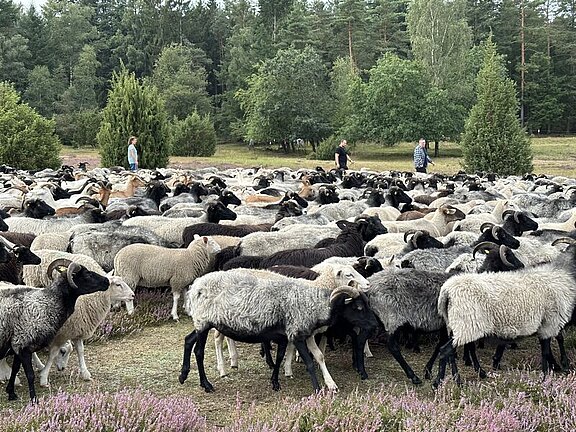Eine Herde Heidschnucken in der Lüneburger Heide