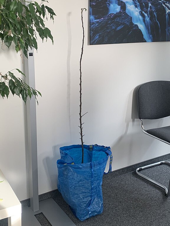 Der schönste Apfelbaum Norddeutschlands ist ein dünner Stock mit einem einzigen Blatt.